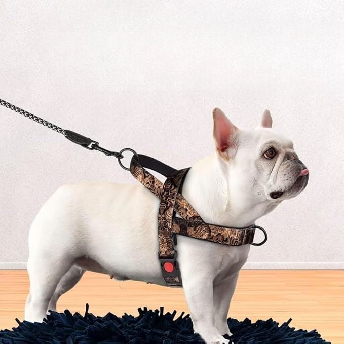 Harnais pour Chien - DogSafeHarness™ - Noir Doré - Toutou trop chou