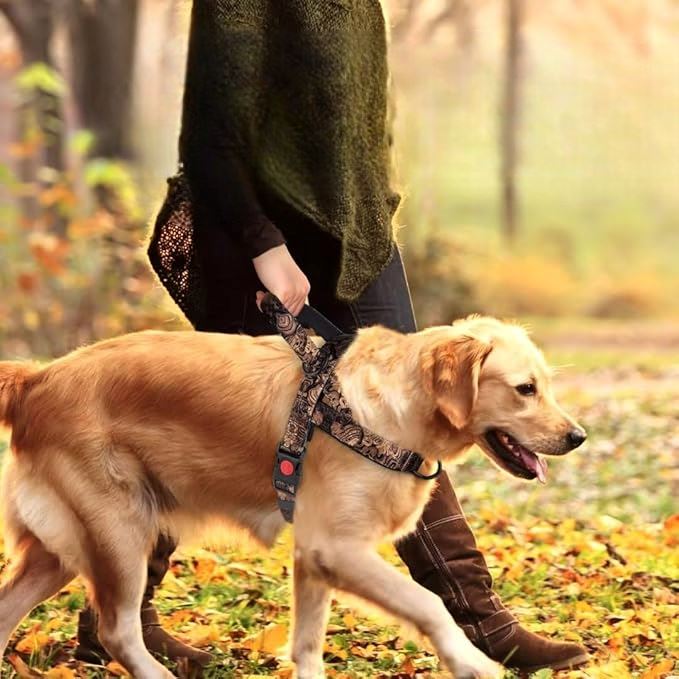 Harnais pour Chien - DogSafeHarness™ - Noir Doré - Toutou trop chou