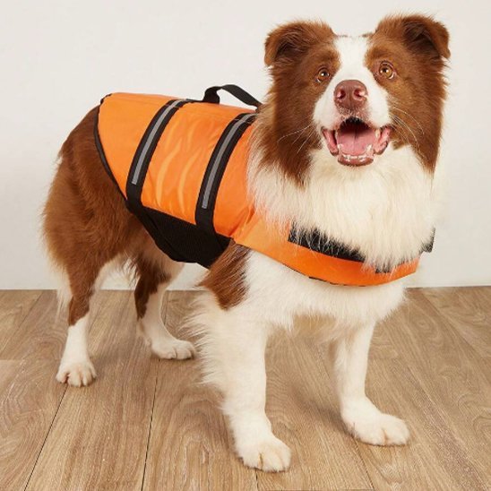 chien gilet sauvetage orange presentation