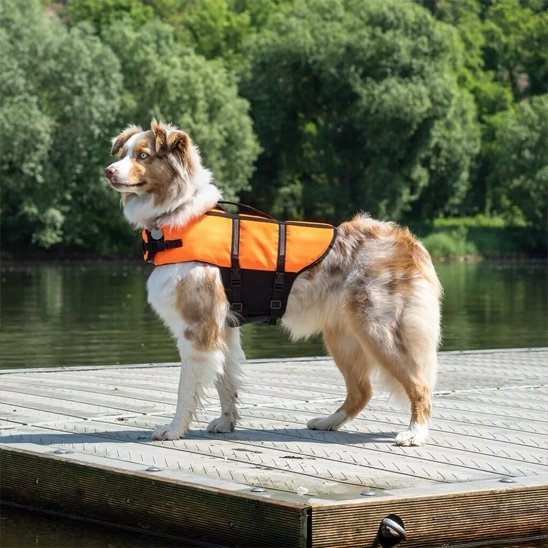 chien lac gilet sauvetage orange