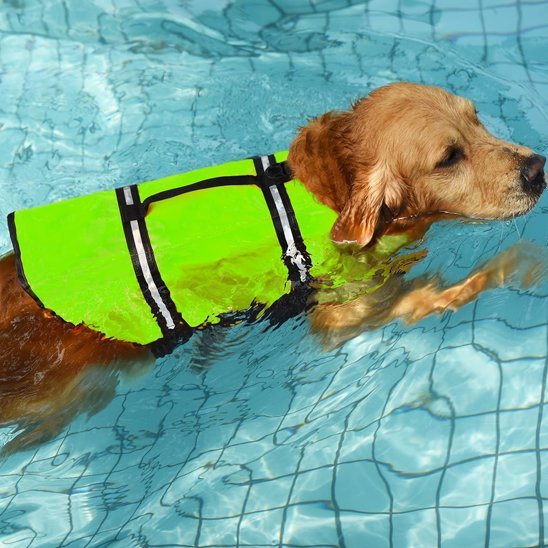 chien piscine nage gilet sauvetage vert