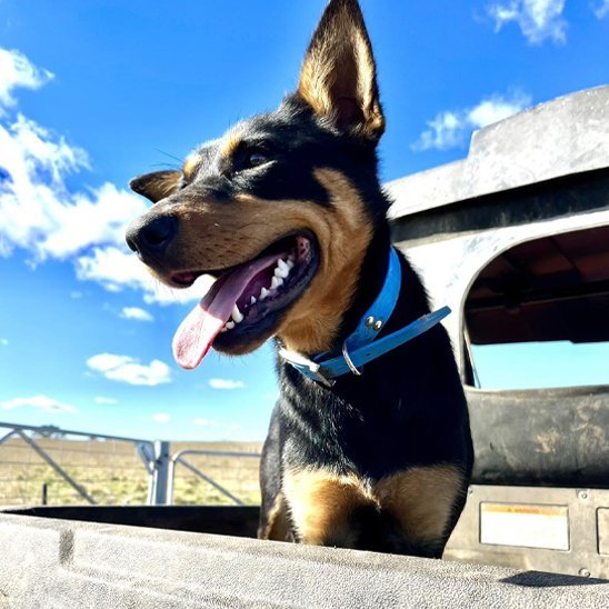 Collier chien | Robuste & Confort - Toutou Trop Chou