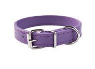 Collier chien | Robuste & Confort - Toutou Trop Chou