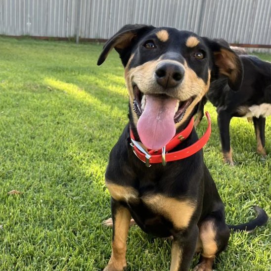 Collier chien | Robuste & Confort - Toutou Trop Chou