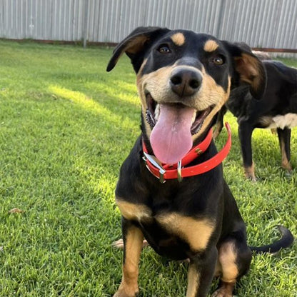 Collier chien | Robuste & Confort - Toutou Trop Chou