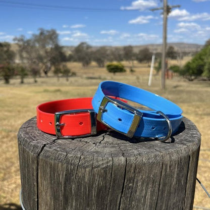 Collier chien | Robuste & Confort - Toutou Trop Chou