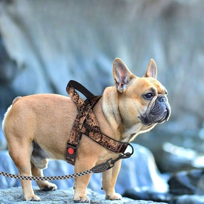 Harnais pour Chien - DogSafeHarness™ - Noir Doré - Toutou trop chou