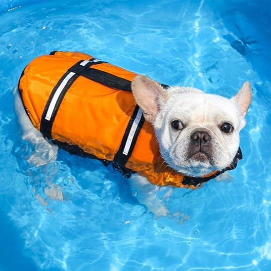 petit chien blanc piscine gilet sauvetage orange