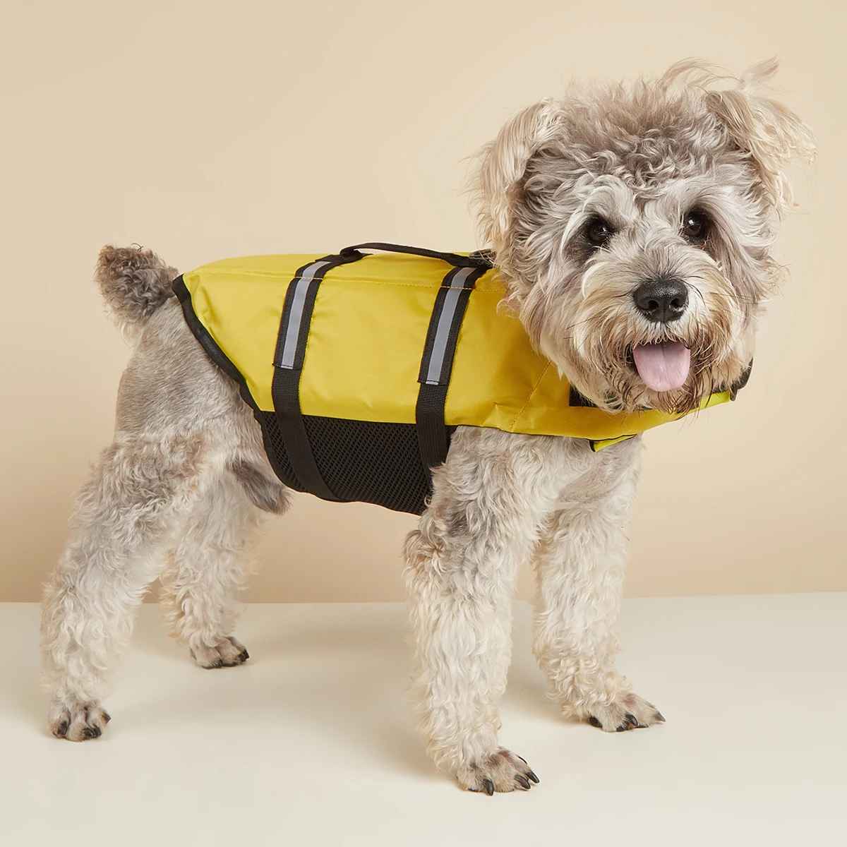 petit chien gilet sauvetage jaune face