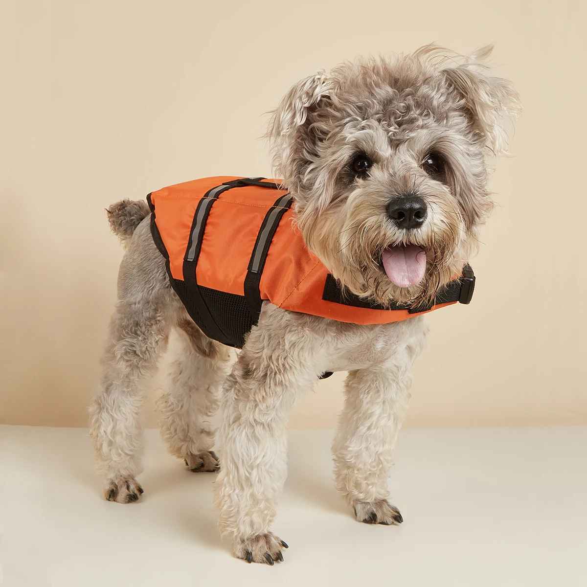 petit chien gilet sauvetage orange face
