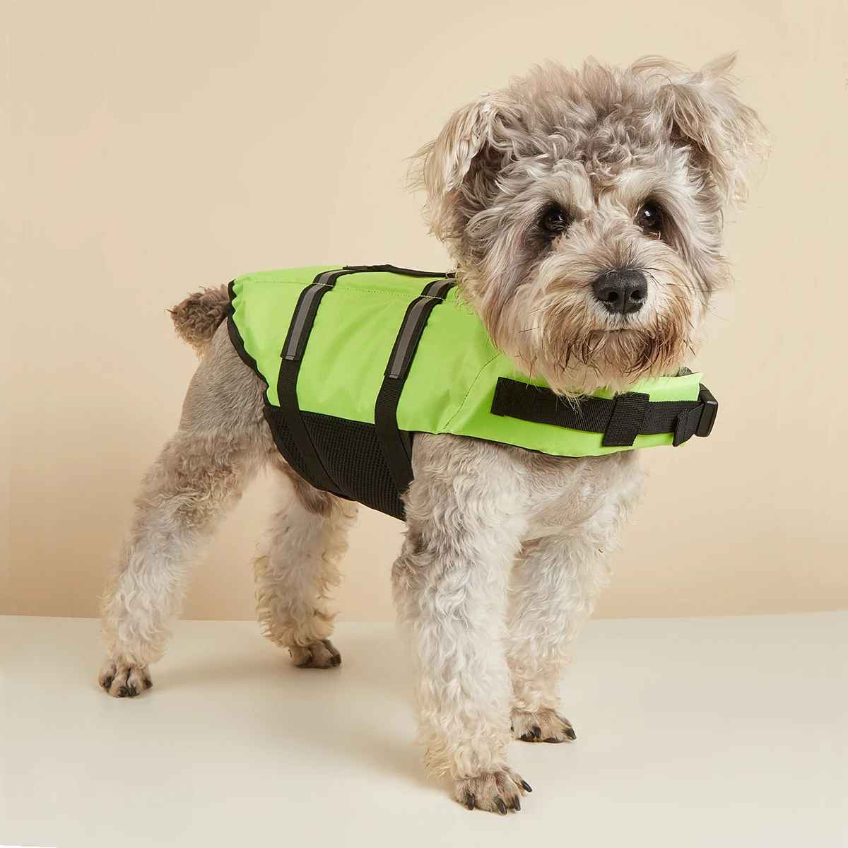 petit chien gilet sauvetage vert face