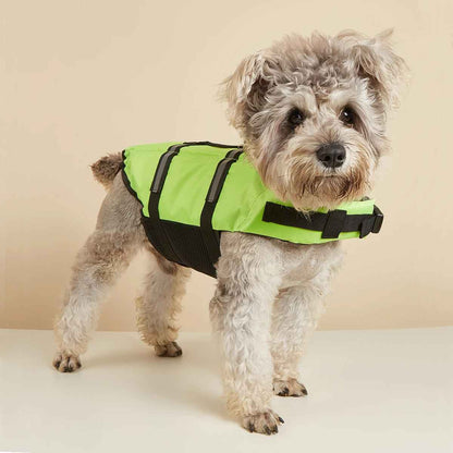 petit chien gilet sauvetage vert face