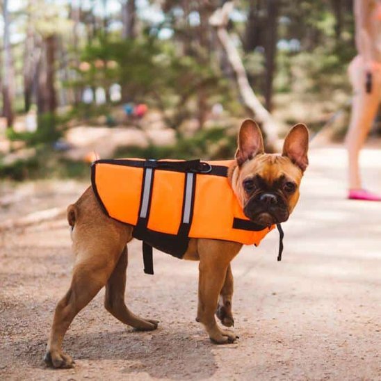 petit chien plage gilet sauvetage orange